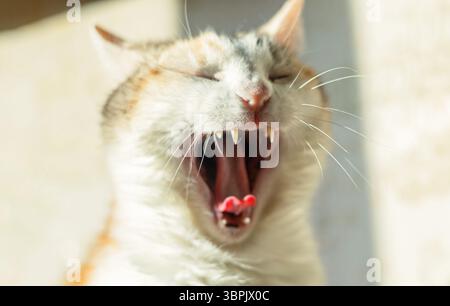 Divertente gatto che sbadiglia da vicino Foto Stock
