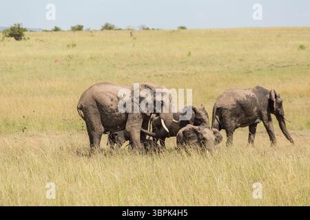 Elefanti che gettano fango in una pozza d'acqua Foto Stock