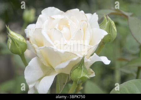 DutchRose Foto Stock
