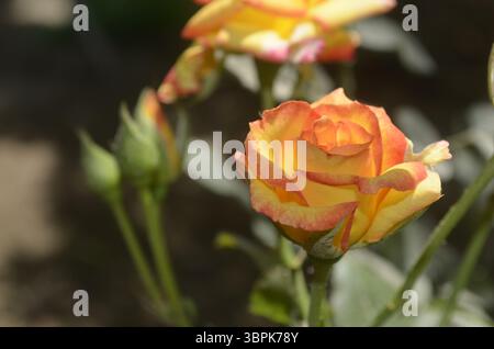 Rose da giardino Foto Stock