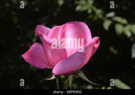 colore rosa è aumentato Foto Stock