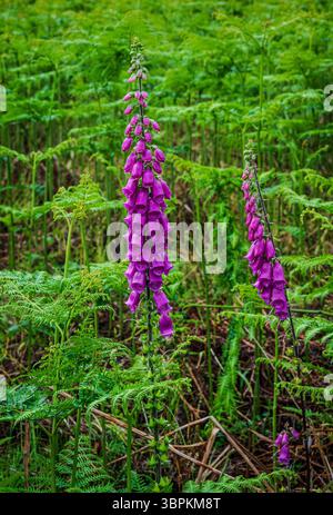 Una vista verticale dei guanti magenta, brillanti di gocce di pioggia, che crescono tra le fresche felci verdi dopo una pioggia estiva nella lussureggiante campagna. Foto Stock