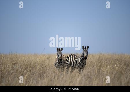 Due zebre in alto prato dorato nel Serengeti National Park, Tanzania Foto Stock