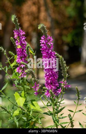 Alta Loosestrife viola che fiorisce alla luce del sole Foto Stock