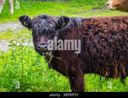 Primo piano di una giovane mucca bruna rossastra delle Highland che pascolava su erba verde fresca Foto Stock