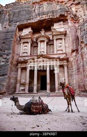 Il Tesoro (al-Khazneh) a Petra, in Giordania, con cammelli appoggiati davanti all'iconica facciata scavata nella roccia Foto Stock