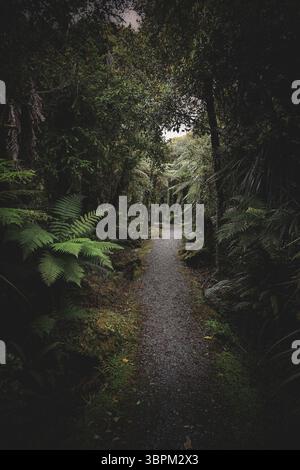 Percorso attraverso la lussureggiante foresta pluviale temperata vicino a Haast, West Coast, South Island, nuova Zelanda Foto Stock