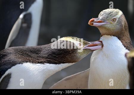 Primo piano di due pinguini dagli occhi gialli che interagiscono, penisola di Otago, Isola del Sud, nuova Zelanda Foto Stock