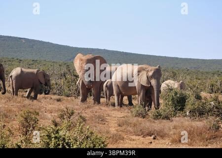 la famiglia degli elefanti mangia nella savana, in sudafrica Foto Stock