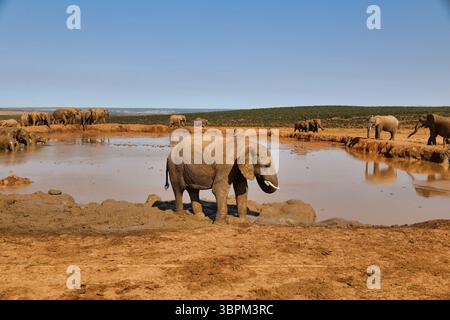 Branco di elefanti nella sorgente, Addo Elephant National Park, Capo Orientale, Sud Africa Foto Stock