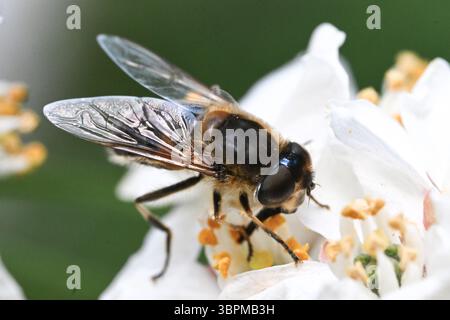 Vista ravvicinata di un nettare d'ape che raccoglie un fiore bianco, la Francia Foto Stock