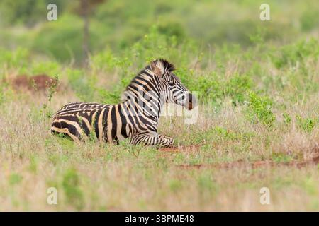 Zebra di Burchell, zebra, zebra comune, zebra di pianura (Equus quagga burchelli, Equus burchelli), giovani che riposano a terra, Sudafrica, Mpumalang Foto Stock
