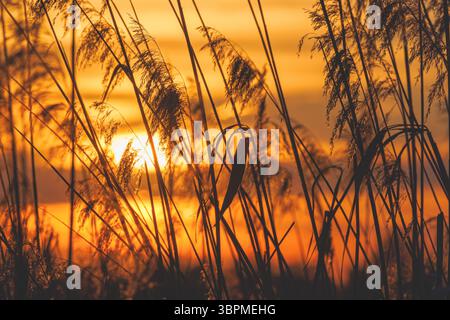 canne, canne comuni (Phragmites communis, Phragmites australis), canne al tramonto, Germania, Baviera, lago Chiemsee Foto Stock