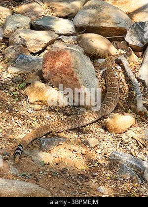 WESTERN Diamondback Rattlesnake, Texas Diamond-Back[ (Crotalus atrox), tra pietre sul lato della strada, vista posteriore, USA, Arizona, Phoenix Foto Stock