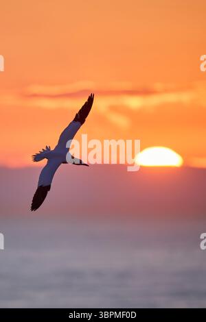Gannet settentrionale (Sula bassana, Morus bassanus), in volo sul mare nel cielo serale, Germania, Schleswig-Holstein, Helgoland Foto Stock