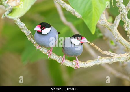 Passero di Giava, Padda oryzivora, Java Finch, Java Rice Sparrow, Java Rice Bird (Padda oryzivora, Lonchura oryzivora), coppia, invasive species, USA, conf Foto Stock