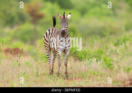 Zebra di Burchell, zebra, zebra comune, zebra di pianura (Equus quagga burchelli, Equus burchelli), giovani in piedi nella savana, vista frontale, Sudafrica Foto Stock