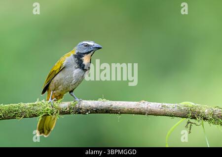 Saltatore con gola di buff (Saltator maximus), seduto su un ramo, Costa Rica, Puntarenas, Naranjito Foto Stock