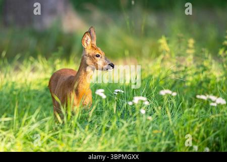 Caprioli, caprioli, caprioli occidentali, caprioli europei (Capreolus capreolus), in piedi in un prato, Germania, Assia Foto Stock
