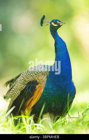 Uccelli comuni, uccelli indiani, uccelli blu (Pavo cristatus), pavone in piedi in un prato, vista laterale Foto Stock