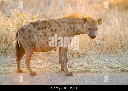 Iena maculata (Crocuta crocuta), vista laterale di un adulto in piedi a terra, Sudafrica, Mpumalanga Foto Stock