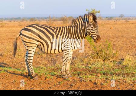 Zebra di Burchell, zebra, zebra comune, zebra di pianura (Equus quagga burchelli, Equus burchelli), vista laterale di un adulto in piedi nella savana, Sud A. Foto Stock
