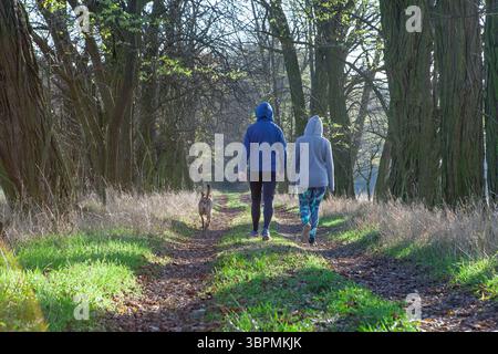 Cane da passeggio per coppia su Forest Path Foto Stock