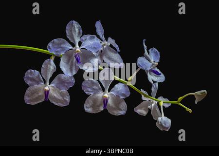 Vista ravvicinata dei fiori bianchi e viola blu delle specie di orchidee epifitiche vanda coerulea in fiore, isolate su sfondo nero Foto Stock