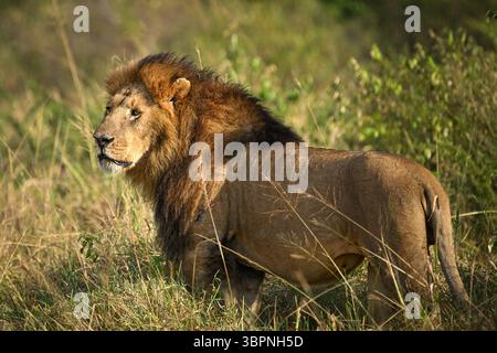 Leone maschile (Panthera leo) in allerta in erba alta, guardando in lontananza, Maasai Mara, Kenya Foto Stock