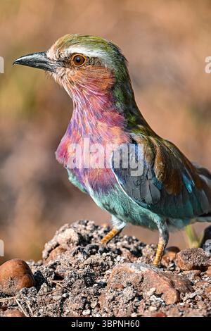 Un rullo al petto di lilla arroccato sul terreno nella riserva nazionale di Maasai Mara, Kenya Foto Stock