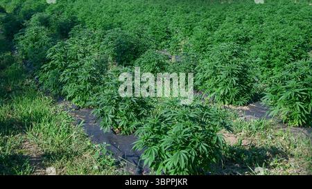 Le lussureggianti piante di canapa prosperano in un campo, promettendo un raccolto abbondante per la produzione di olio di cbd o fibre. Foto Stock
