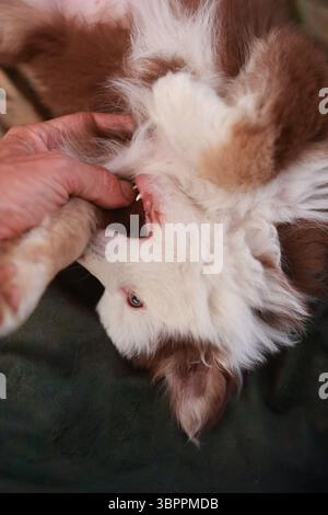 Il cane sta sdraiato su un letto con la bocca aperta Foto Stock
