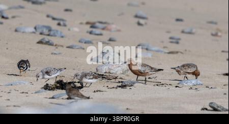 Gregge misto di Dunlin, Knot, ringed Plover e Sanderling, Loch Barvas, Isola di Lewis, Isole occidentali, Scozia Foto Stock