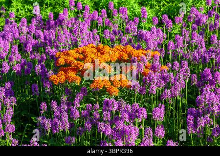 Detroit, Michigan - l'erba delle farfalle arancioni (Asclepias tuberosa) sta fiorendo in un giardino pubblico di 2,6 acri, da 4,2 milioni di dollari, progettato da importanti olandesi Foto Stock