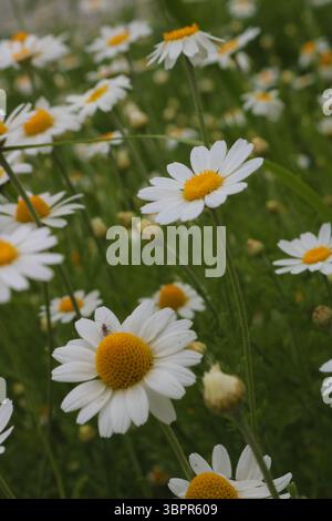 Ampio campo di margherite bianche, primo piano di una vibrante margherita, vasta esposizione di fiori selvatici estivi Foto Stock