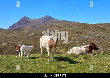 Bovini e vitelli scozzesi che pascolano su un pascolo nell'altopiano della Scozia settentrionale Foto Stock