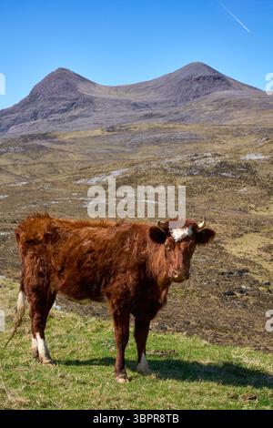 Bovini e vitelli scozzesi che pascolano su un pascolo nell'altopiano della Scozia settentrionale Foto Stock