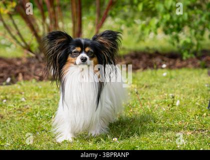 Un primo piano di un cane papillon. Il Papillon, chiamato anche spaniel giocattolo continentale. Ritratto di un cane papillon purificato in giardino. Foto Stock