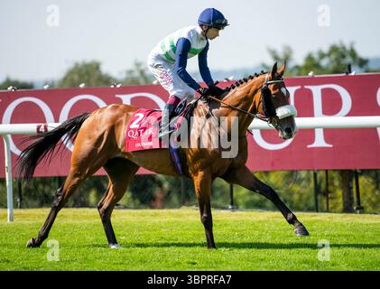 Incontro del Qatar Goodwood Festival 2024 al Goodwood Racecourse, Chichester - Jockey Oisin Murphy a Coltrane Foto Stock