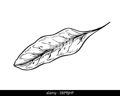 Illustrazione monocromatica a foglia di barbabietola o di frutteto con inchiostri neri. Foglia di lattuga come ingrediente per zuppe e insalate. Erbe vegetali biologiche Illustrazione Vettoriale