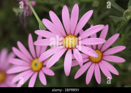 Osteospermum Jucundum African Daisy Fiori in primavera. REGNO UNITO Foto Stock