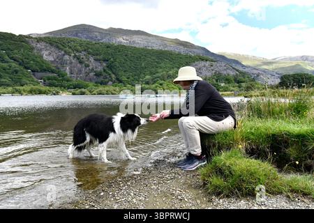 Border Collie Dog Cooling al largo di Llyn Padarn o al lago Pardarn a Llanberis nel Gwynedd, Snowdonia, Galles Foto Stock