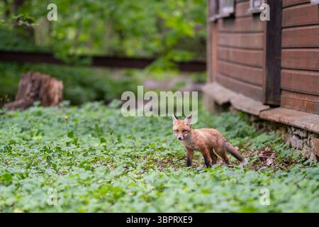 Urban Fox. Il cucciolo di volpe rossa cammina accanto a una casa abbandonata. Cucciolo di volpe urbano che esplora il giardino. Foto Stock