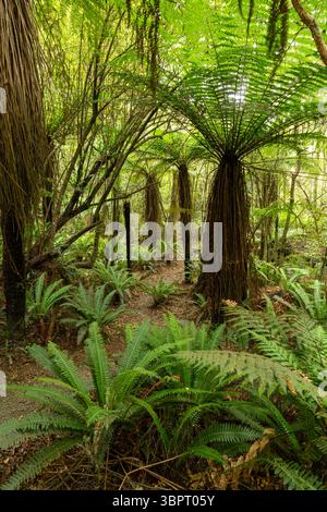 Camminata delle Cascate di Matai attraverso la fitta foresta pluviale temperata di Otago, sull'Isola meridionale della nuova Zelanda Foto Stock