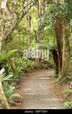 Camminata delle Cascate di Matai attraverso la fitta foresta pluviale temperata di Otago, sull'Isola meridionale della nuova Zelanda Foto Stock