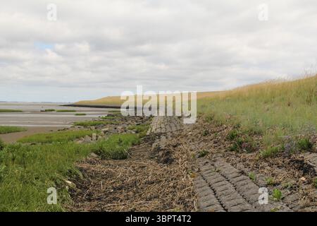 una palude salata con erba lungo la diga del mare di westerschelde sulla costa olandese della zelanda con bassa marea Foto Stock