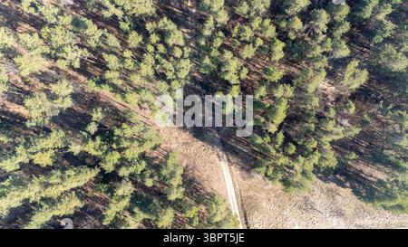 Vista aerea di una fitta foresta con un piccolo sentiero che la attraversa. Foto Stock