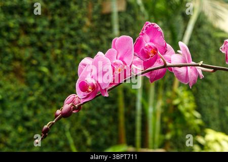 Vivace orchidee rosa phalaenopsis su un lungo stelo ad arco con un lussureggiante sfondo verde del giardino durante il giorno Foto Stock