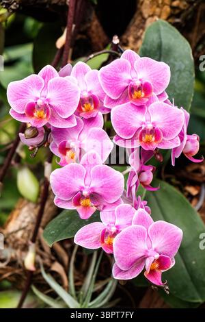 Gruppo di vivaci orchidee rosa phalaenopsis con foglie verdi lussureggianti in un ambiente naturale, che mostra delicati petali e motivi intricati Foto Stock