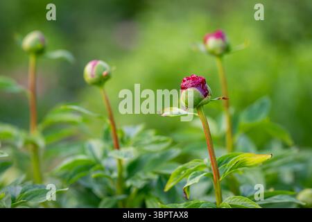 Gemme di una peonia rossa scura. Gemme rosse scure di una peonia, una pianta perenne in fiore che cresce nel giardino di cottage. L'inizio della fioritura del fiore. Foto Stock